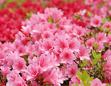 津軽の四季　春の花
